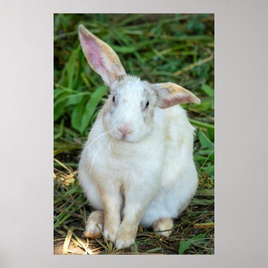 白兎 ポスター (正面)