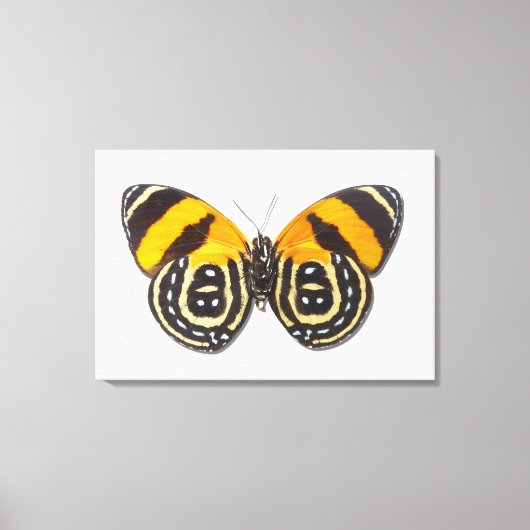 白内障 キャンバスプリント (正面)