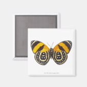 白内障 マグネット (正面/裏面)