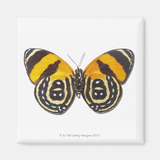 白内障 マグネット (正面)