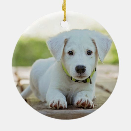 白前印刷赤犬の写真年 セラミックオーナメント (裏面)