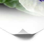 白地に深い紫のパンスジー ポスター (コーナー)