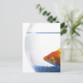 白地に金魚を椀に盛る ポストカード (スタンド正面)