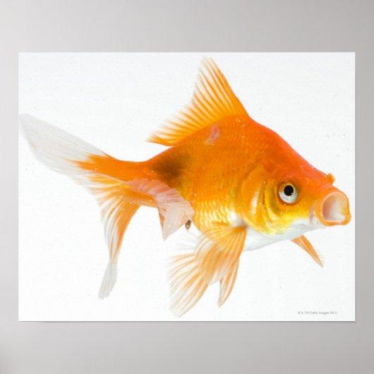 白地に金魚 ポスター (正面)