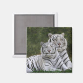 白変種 ベンガルトラ, Tigris マグネット (正面/裏面)