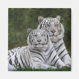 白変種 ベンガルトラ, Tigris マグネット