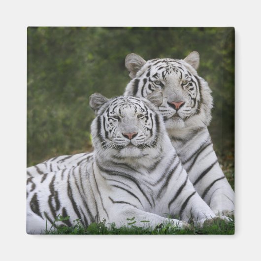 白変種 ベンガルトラ, Tigris マグネット (正面)