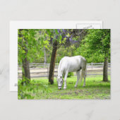 白威厳のある馬 ポストカード (正面/裏面)