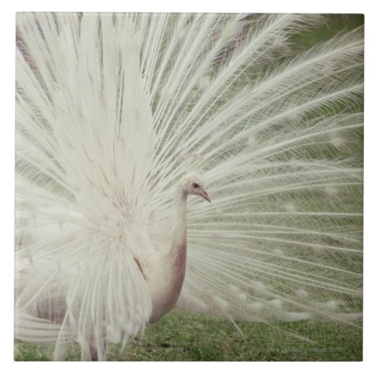 白子の孔雀 タイル (正面)