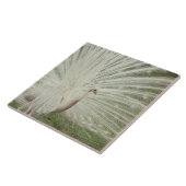 白子の孔雀 タイル (側面)