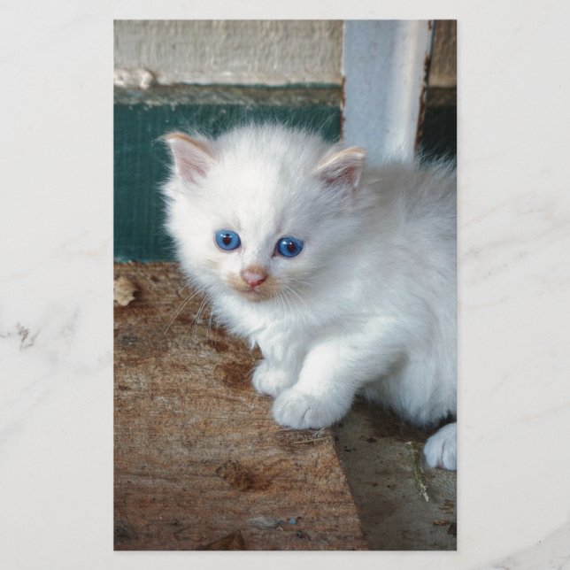 白子猫 (正面)