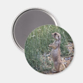 白尾の草原の犬 マグネット (正面/裏面)