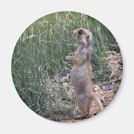 白尾の草原の犬 マグネット (正面)