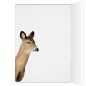 白尾の鹿があなたを見て（クローズアップ） (内側 (左))