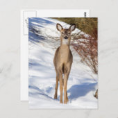 白尾の鹿があなたを見て（クローズアップ） ポストカード (正面/裏面)