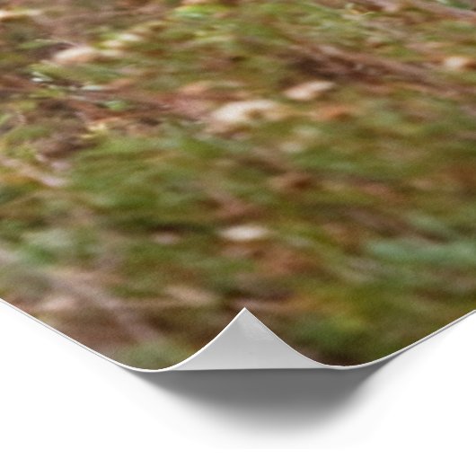 白尾の鹿の秋テキサス州 ポスター (角)