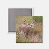 白尾の鹿の秋テキサス州 マグネット (正面/裏面)