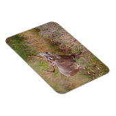 白尾の鹿の秋テキサス州 マグネット (右側)