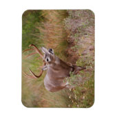 白尾の鹿の秋テキサス州 マグネット (縦)