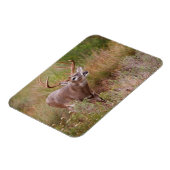 白尾の鹿の秋テキサス州 マグネット (左側)