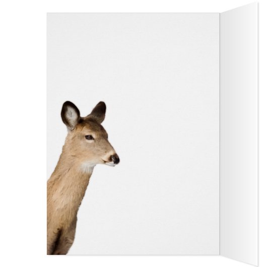 白尾の鹿（クローズアップ） (内側 (左))