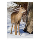 白尾の鹿（クローズアップ） (正面)