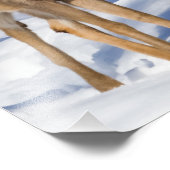 白尾の鹿（クローズアップ） フォトプリント            (角)