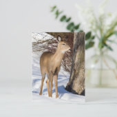 白尾の鹿（クローズアップ） ポストカード (スタンド正面)