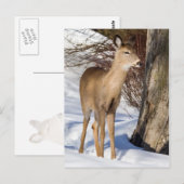 白尾の鹿（クローズアップ） ポストカード (正面/裏面)