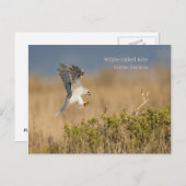 白尾カイト ポストカード (正面/裏面)