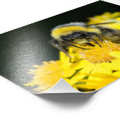 白尾（昆虫）マルハナバチ フォトプリント            (角)