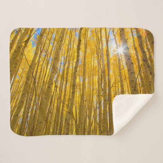 白川国有林 シェルパブランケット (正面(横))