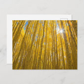 白川国有林 ポストカード (正面/裏面)