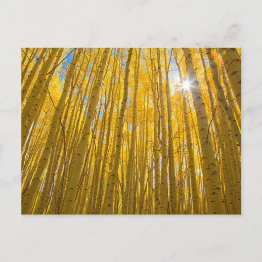 白川国有林 ポストカード (正面)