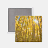 白川国有林 マグネット (正面/裏面)