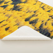 白川国有林 |《植物》アスペン、カラダ シェルパブランケット (3/4)