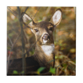 白後につかれたシカの陶磁器の写真のタイル タイル