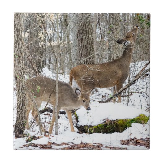 白後につかれたシカの陶磁器の写真のタイル タイル (正面)