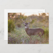 白後につかれたシカ(Odocoileusのvirginianus)の男性2 ポストカード (正面/裏面)