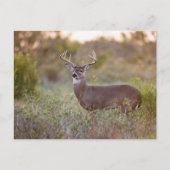 白後につかれたシカ(Odocoileusのvirginianus)の男性2 ポストカード (正面)