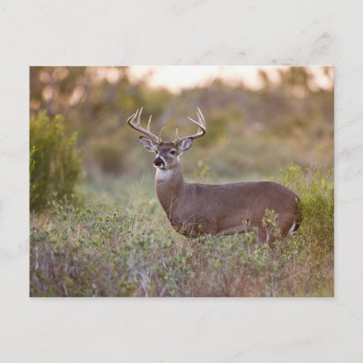 白後につかれたシカ(Odocoileusのvirginianus)の男性2 ポストカード (正面)