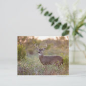 白後につかれたシカ(Odocoileusのvirginianus)の男性2 ポストカード (スタンド正面)