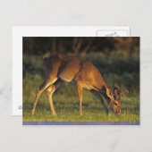 白後につかれたシカ、Odocoileusのvirginianus、4 ポストカード (正面/裏面)