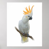 白手描きコッカトーのポスター ポスター (正面)