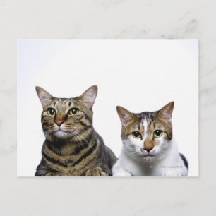 白日本のい背景に猫とマンクス猫 ポストカード