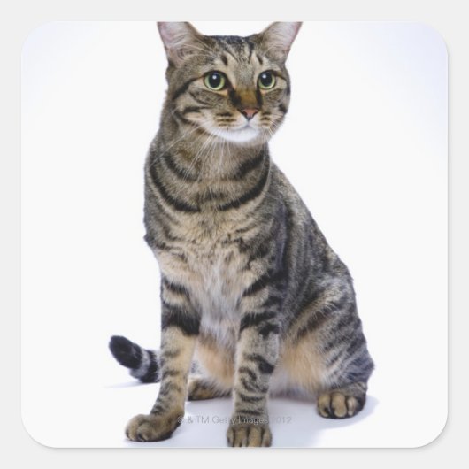 白日本のい背景の猫 スクエアシール (正面)