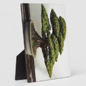 白日本の松の盆栽 フォトプラーク (側面)