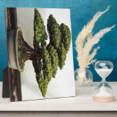 白日本の松の盆栽 フォトプラーク (側面)