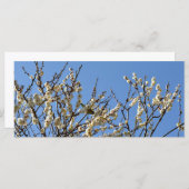 白日本の目・梅:日本 (正面/裏面)