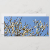 白日本の目・梅：日本 (正面)